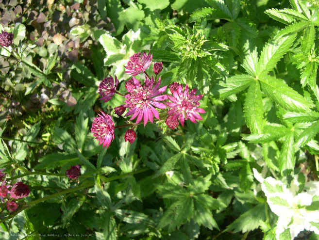 Astrantia major 'Ruby Wedding'