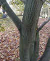 Photo d'un tronc d'Acer davidii