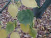 Photo des feuilles d'un Acer davidii