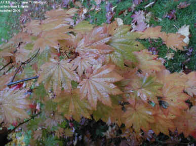 Acer japonicum 'Vitifolium'
