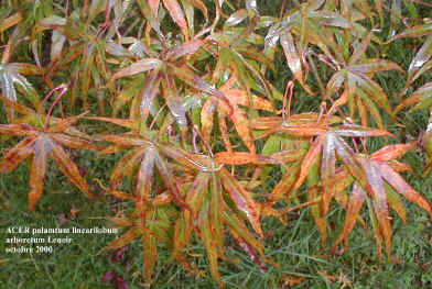 Acer palmatum linearilobum