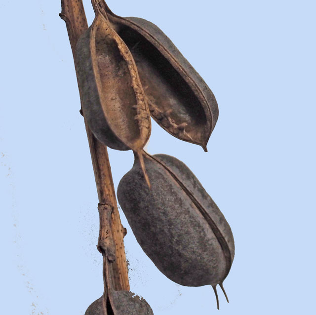 gousse de Baptisia australis