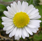 Bellis perennis