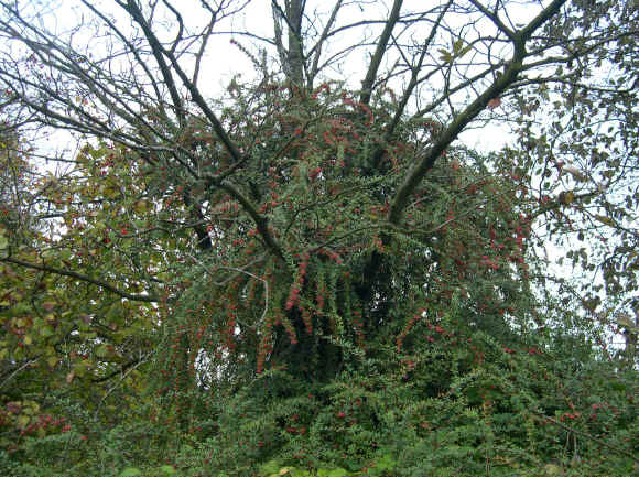 Berberis aggregata