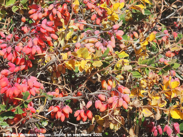 Berberis aetnensis