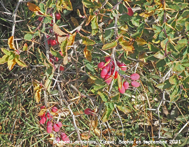 Berberis aetnensis