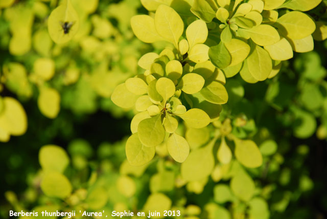 Berberis thunbergii 'Aurea'