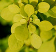 Berberis thunbergii 'Aurea'