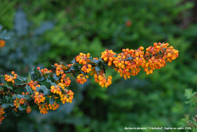 Berberis darwinii