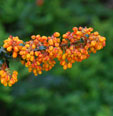 Berberis darwinii
