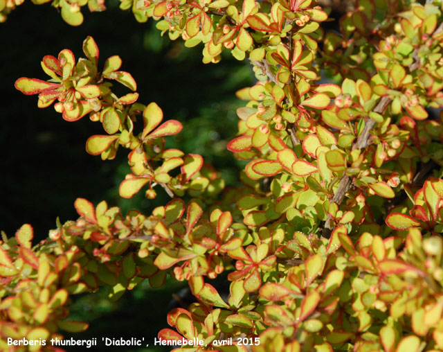 Berberis thunbergii 'Diabolic