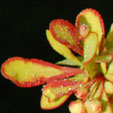 Berberis thunbergii 'Diabolic'