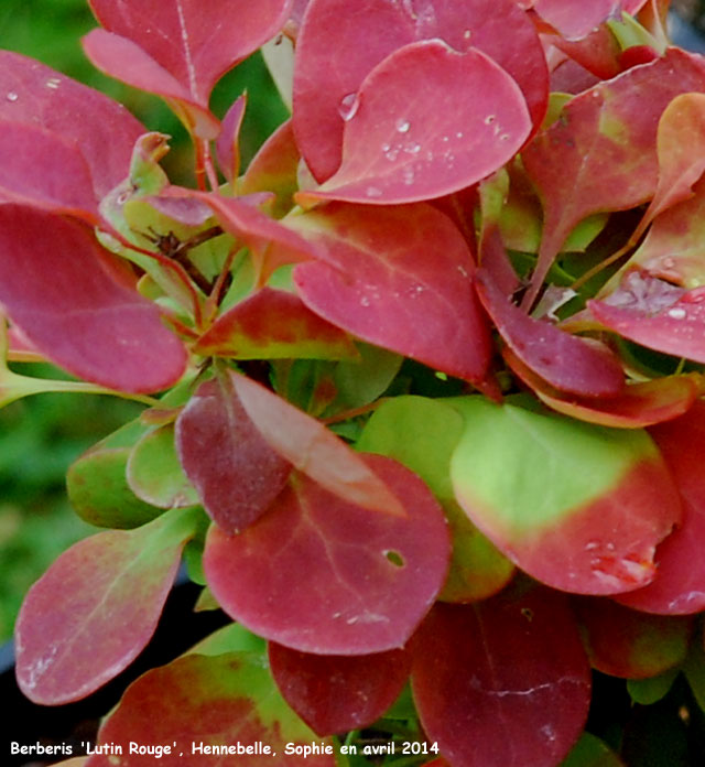 Berberis thunbergii 'Lutin Rouge'