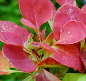 Berberis thunbergii 'Lutin Rouge'