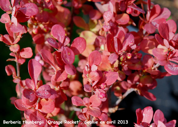 Berberis thunbergii 'Orange Rocket'