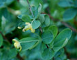 Berberis temolaica