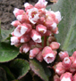 Bergenia ciliata