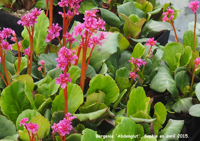 Bergenia 'Abendglut'