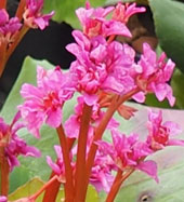 Bergenia 'Abendglut'