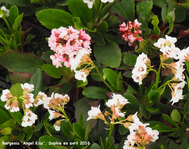 Bergenia 'Angel Kiss'