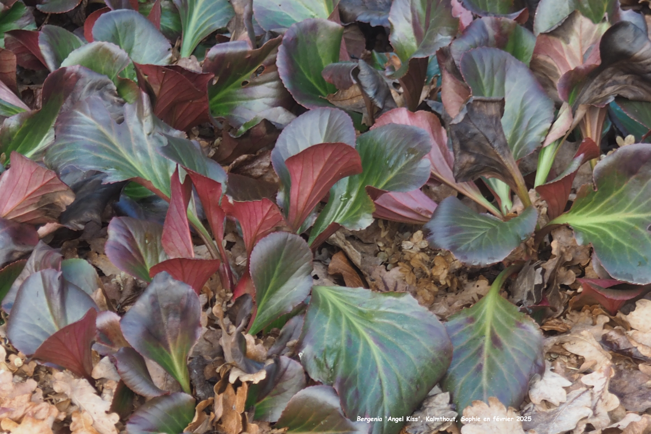 Bergenia 'Angel Kiss'
