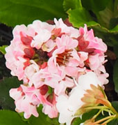 Bergenia 'Angel Kiss'