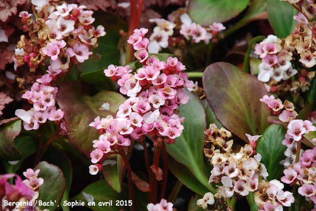 Bergenia 'Bach'