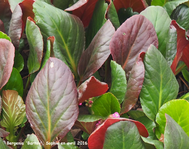 Bergenia 'Bartok'