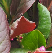 Bergenia 'Bartok'