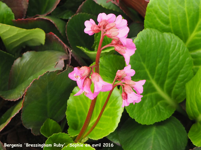 Bergenia 'Bressingham Ruby'