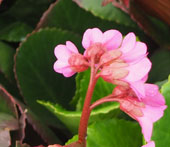 Bergenia 'Bressingham White'