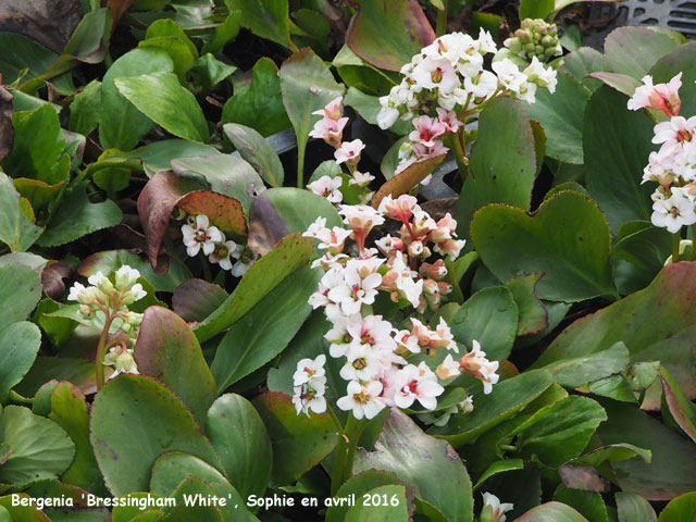 Bergenia 'Bressingham White'