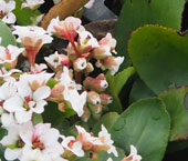 Bergenia 'Bressingham White'