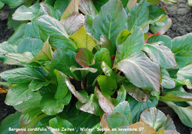 Bergenia cordifolia 'Rosa Zeiten'