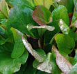 Bergenia cordifolia 'Rosa Zeiten'