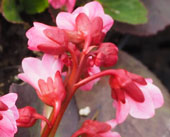 Bergenia 'Flirt'