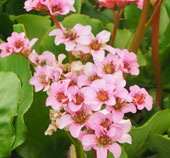 Bergenia 'Flower Joy'