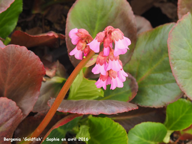 Bergenia 'Gold Fish'