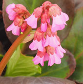 Bergenia 'Gold Fish'