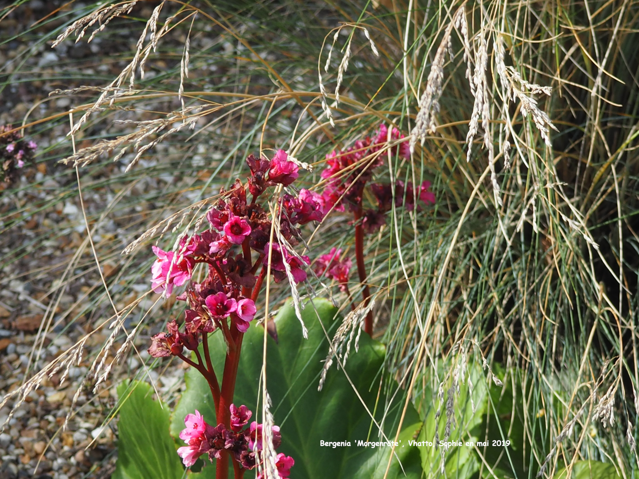 Bergenia 'Morgenröte'