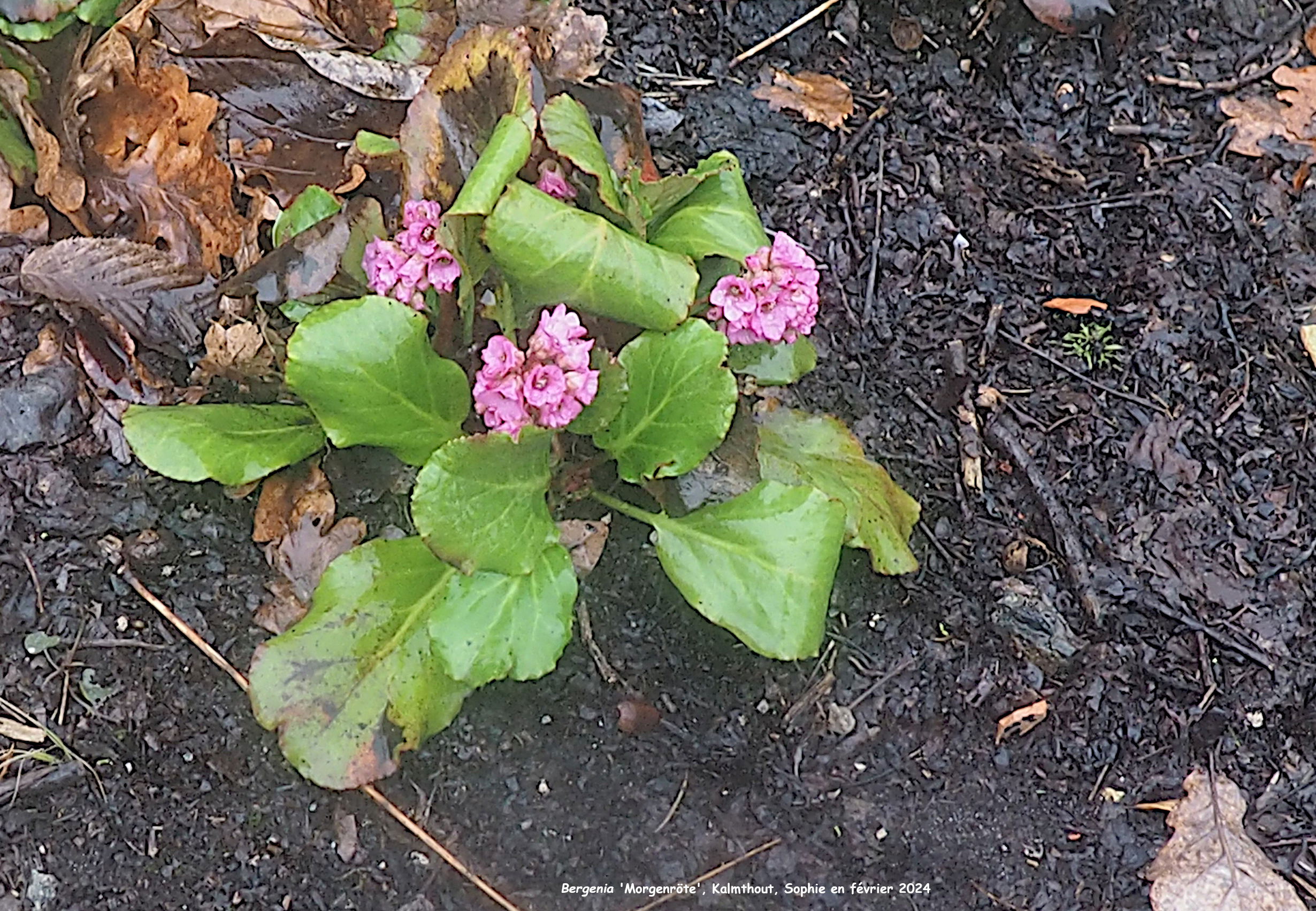 Bergenia 'Morgenröte'