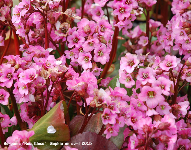 Bergenia 'Rosi Klose'