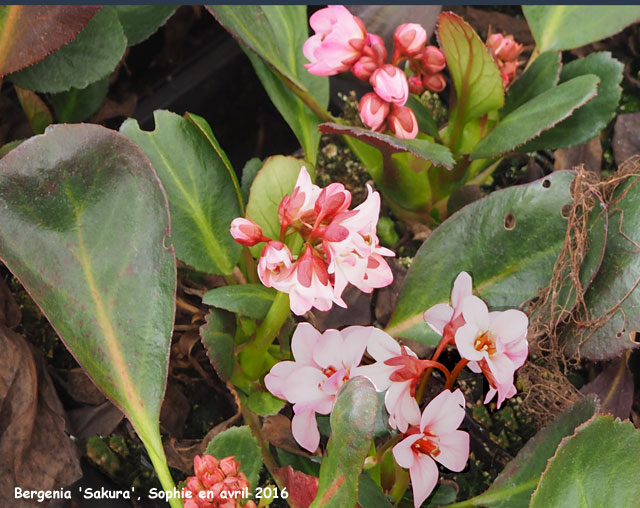 Bergenia 'Sakura'