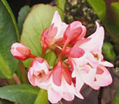 Bergenia 'Sakura'