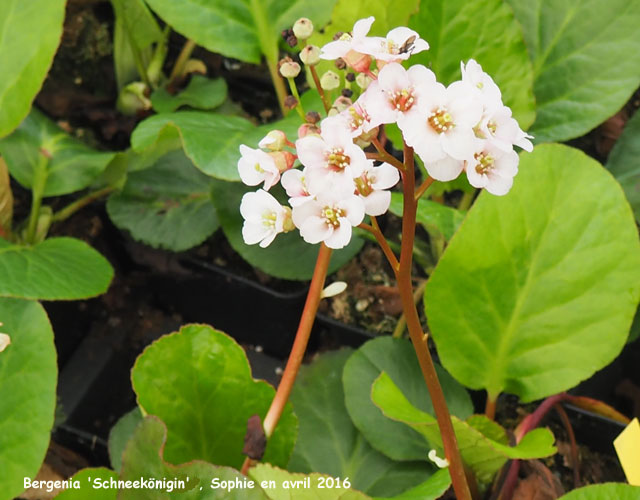 Bergenia 'Schneekönigin'