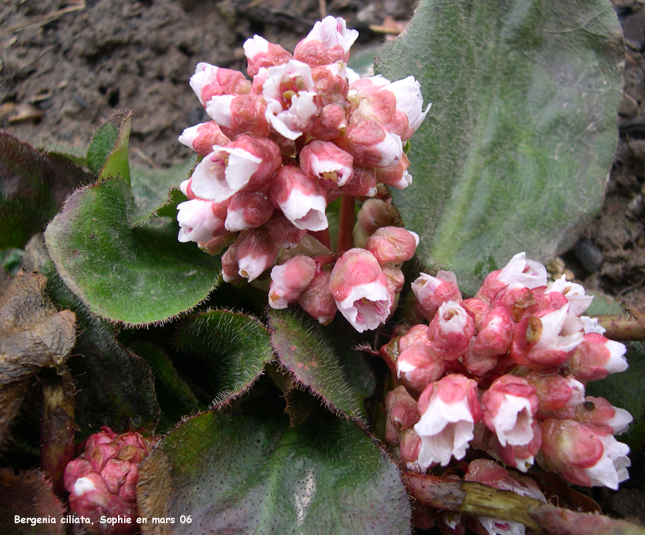 Bergenia ciliata