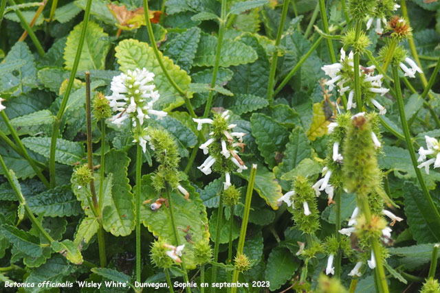 Betonica officinalis 'Wisley White'