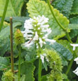 Betonica officinalis 'Wisley White'