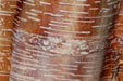 Betula albosinensis  'Bois Marquis'