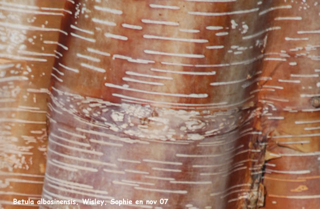 Betula albosinensis